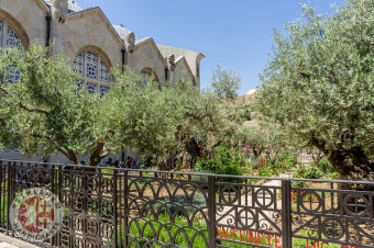 The Garden of Gethsemane, Jerusalem